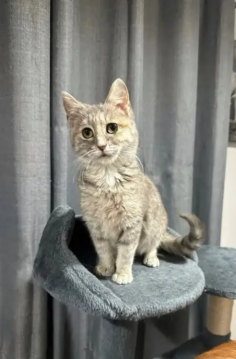 Veronica Kitty photo 2