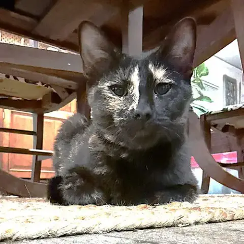 Zuzu