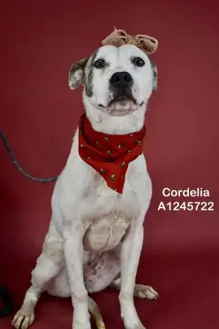 *Cordelia
