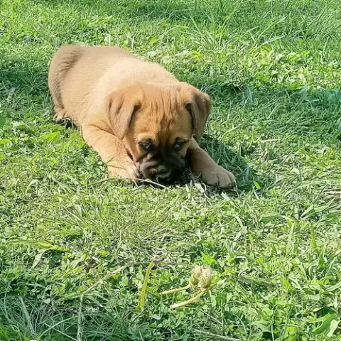 Coco Pups photo 3
