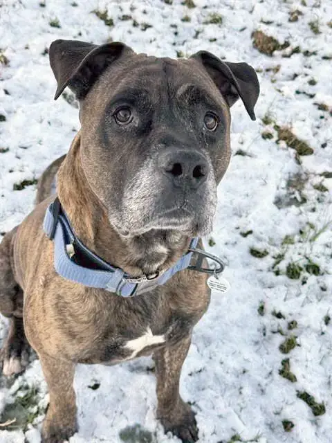 *Roscoe