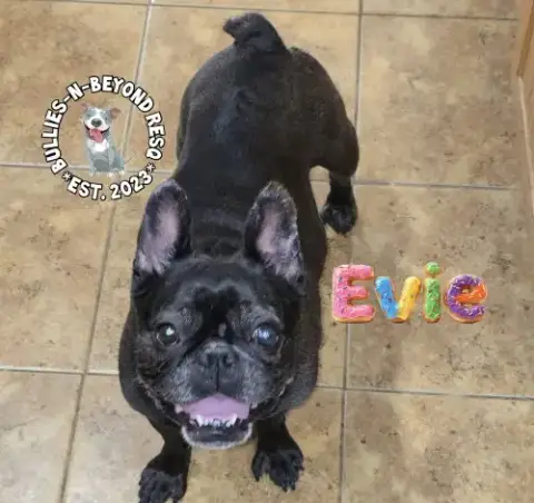 Evie