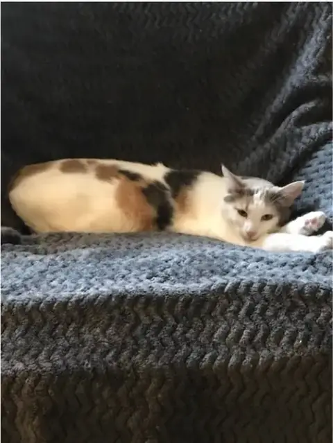 Pebbles The Cat
