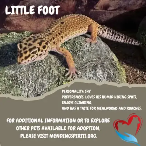Little Foot ⭐️