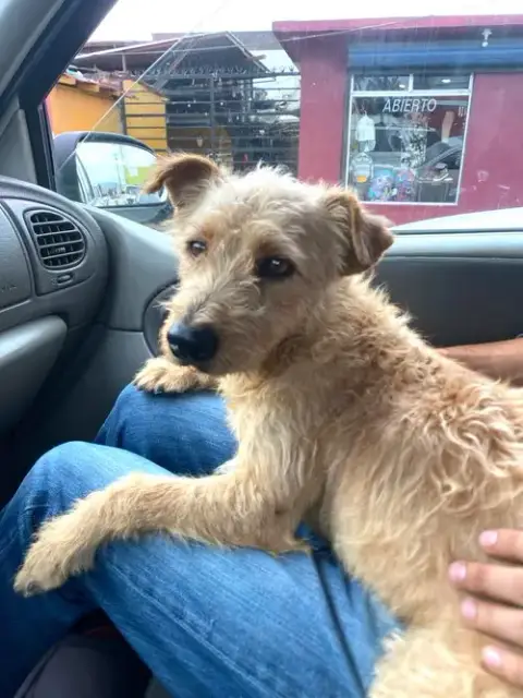 Tyson