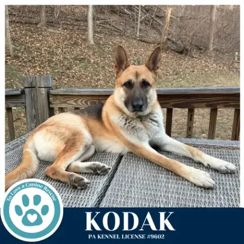 Kodak 022126