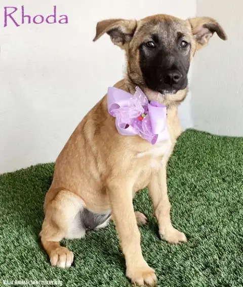 Rhoda