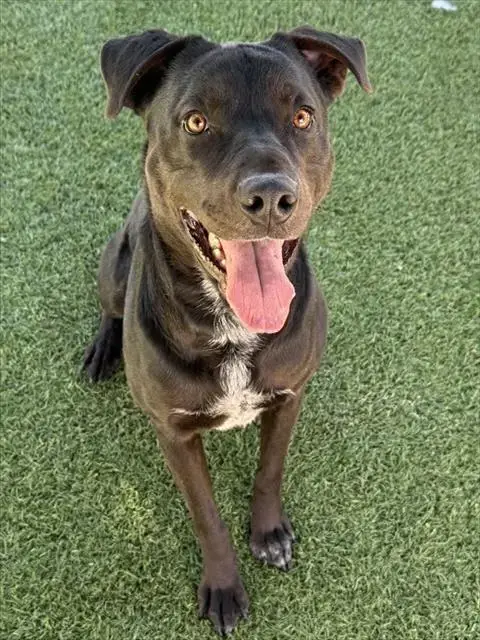 Duke