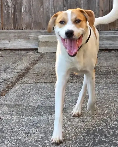 Buddy photo 4