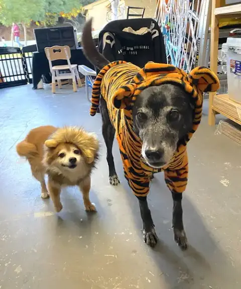 Eevee And Ellie photo 4
