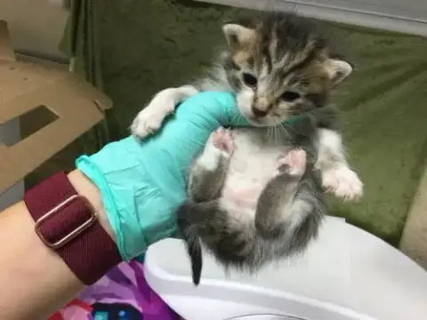 Petunia