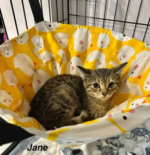 Bs Kitties