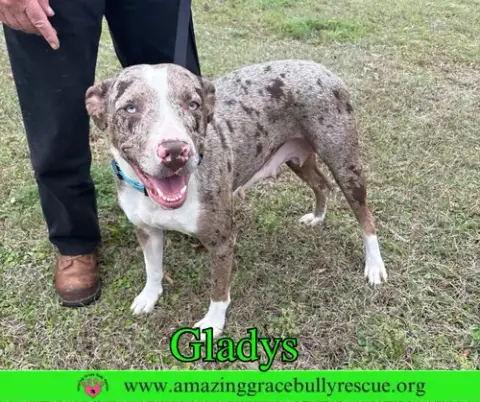 Gladys photo 5