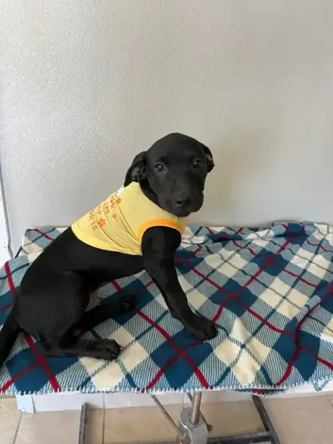 Coffee Puppies