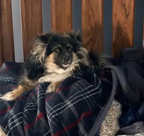 Benji