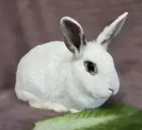 Eloise