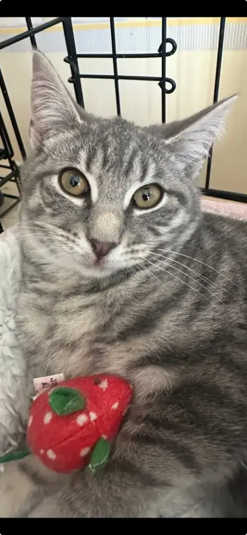 Pistachio