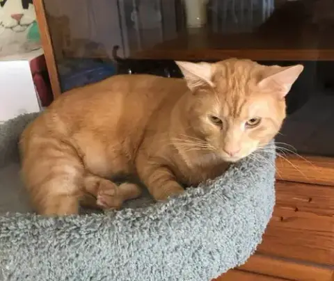 Opie Mstar