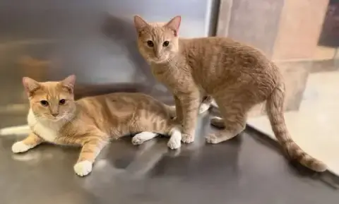 Orpheus & Mushnik *Bonded*