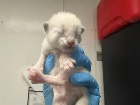 Meredith