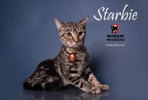 Starbie photo 2