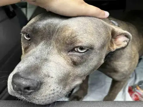 Sweet Larry