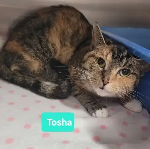 Tosha photo 4