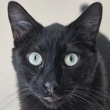 Benito