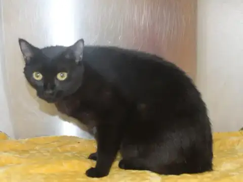 Ebony