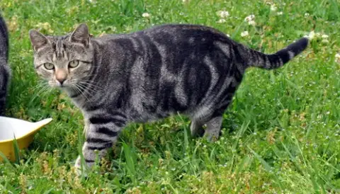 Kiki
