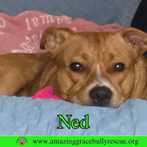 Ned photo 2