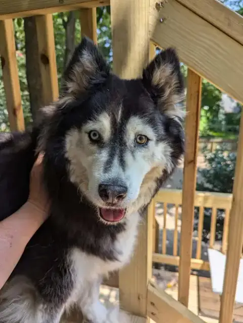 Sakari