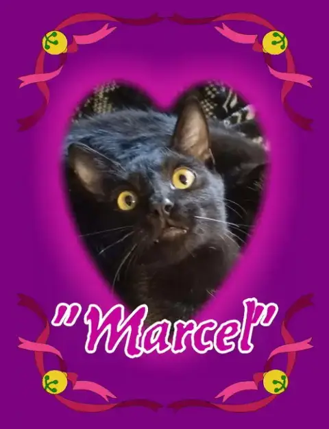 Marcel