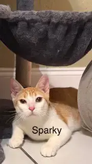 Sparky