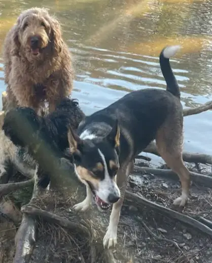 Buddy photo 4