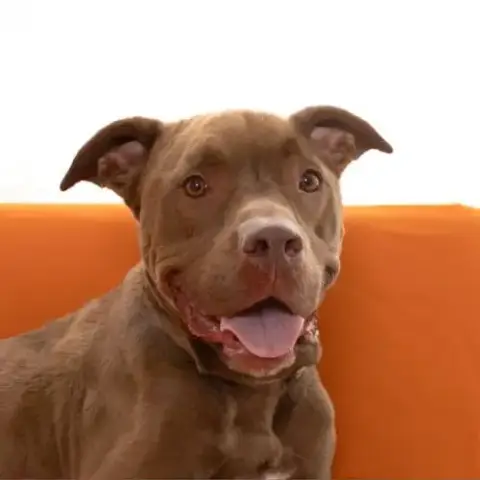 Scooby photo 4