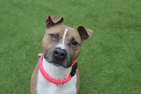 Huxley