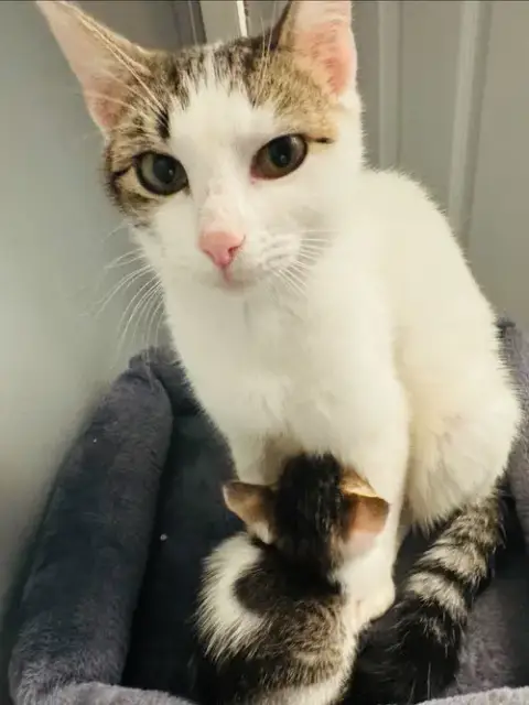Momma Peach photo 3