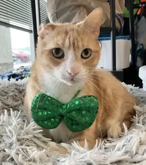 Arlo