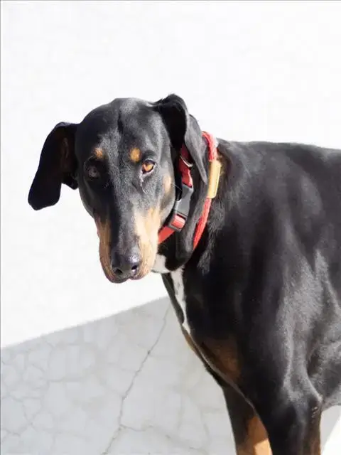 Lola