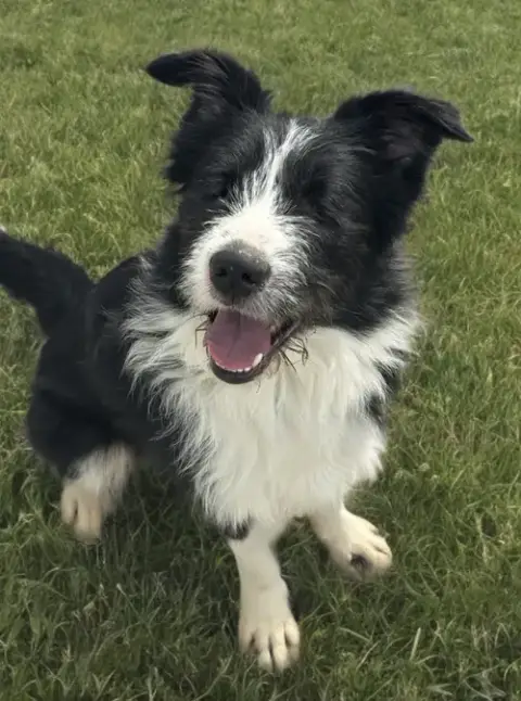 Oliver