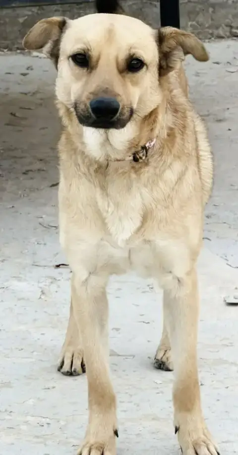 Winston photo 4