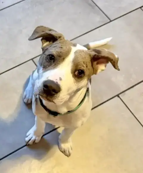 Dorito