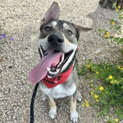 Husker