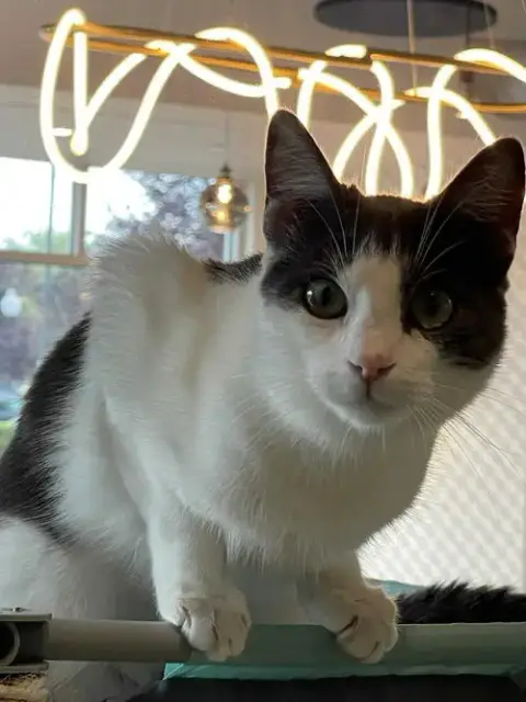 Eliot