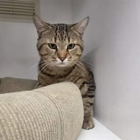 Ceasar