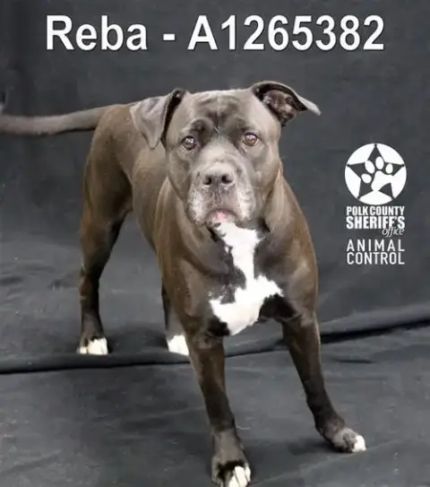 Reba