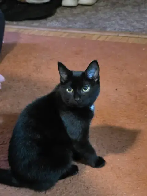 Toothless
