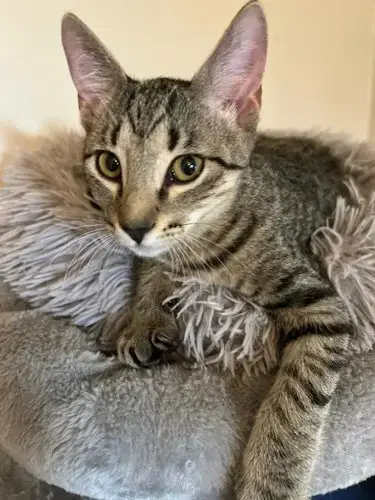 Mimi
