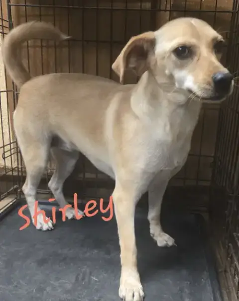 Shirley photo 2
